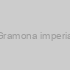 Gramona imperial